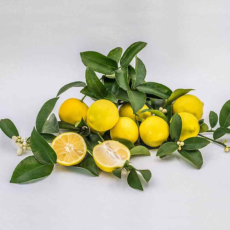 تصویر 4 از قیمت خرید لیمو زرد + فروش ویژه